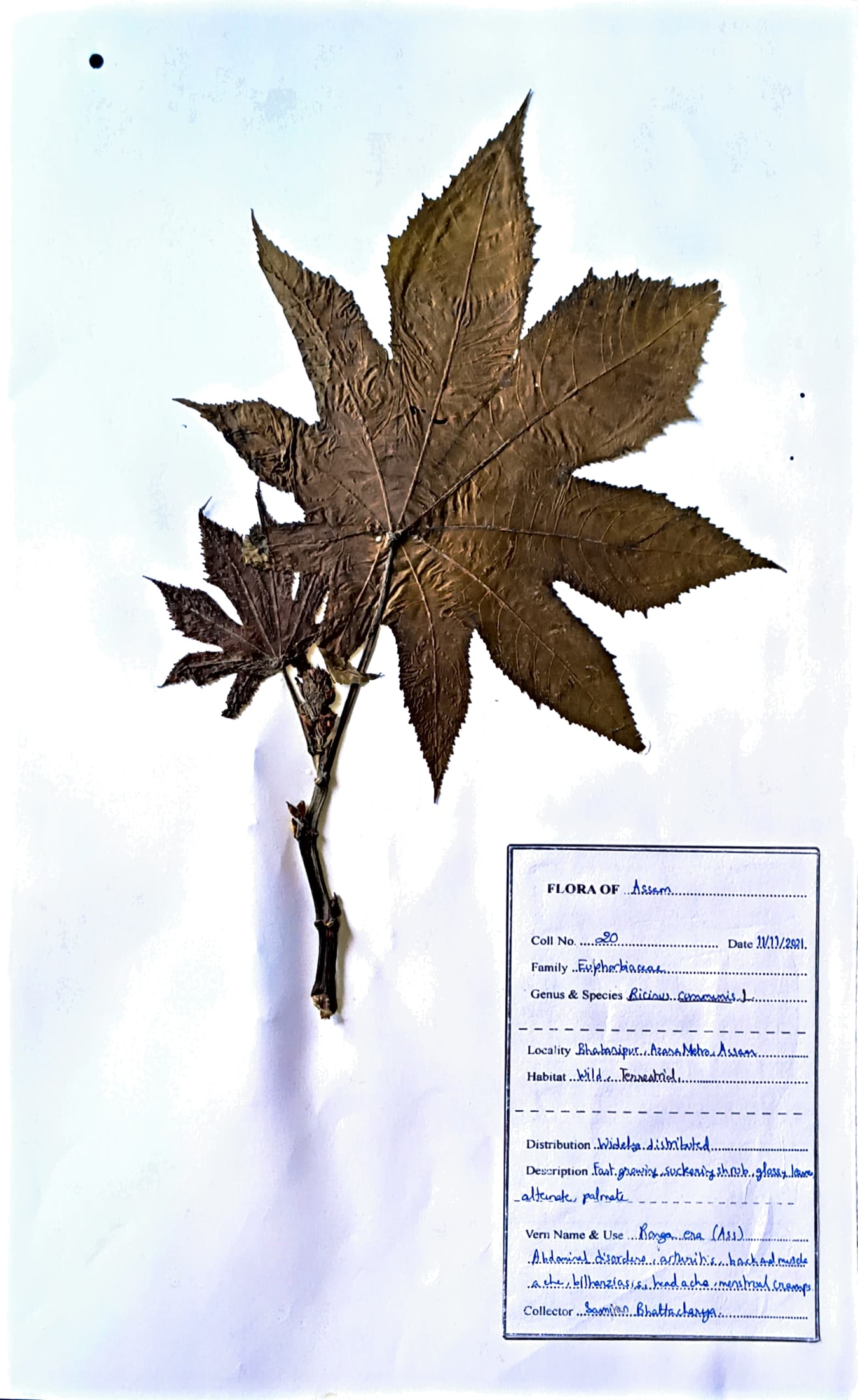 Ronga era (Ass.) (Herbarium)